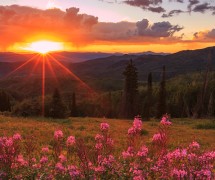 斯廷博特斯普林斯草地和鲜花和日落的照片