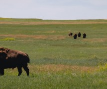 水牛在南达科他州的绿地