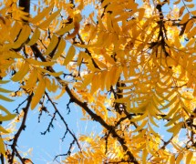 黄色的叶子的树