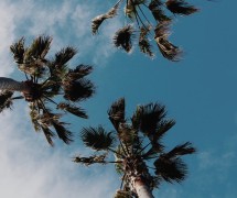 棕榈树在蓝色的天空